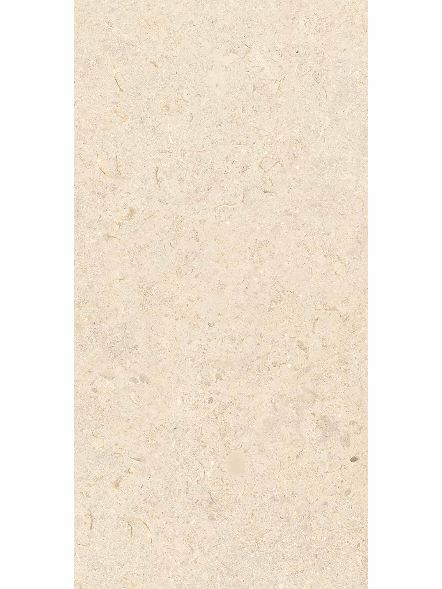 Clam Shell Bone