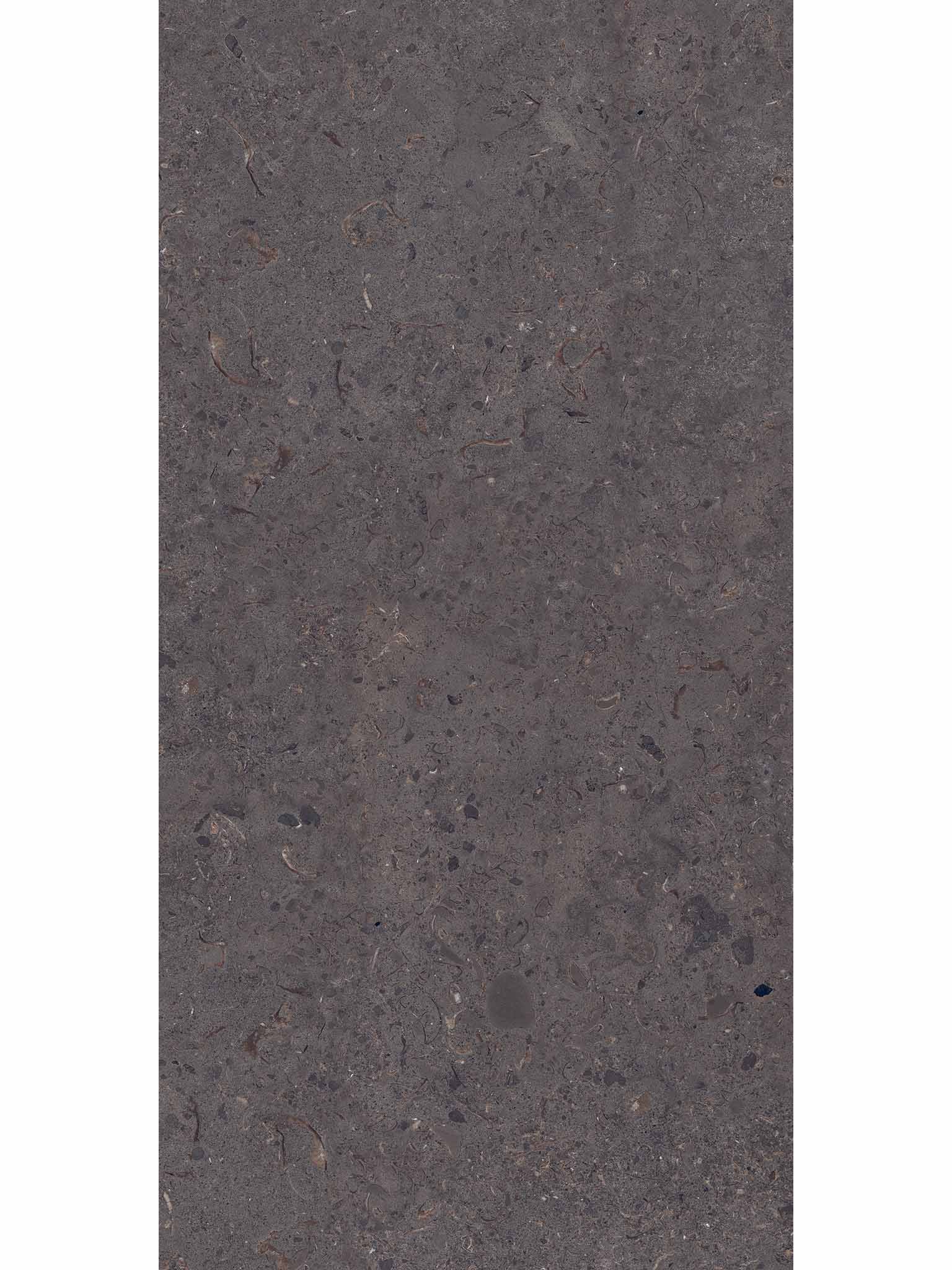 Clam Shell Bronze
